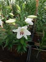 [3456 W07 0363-01 No101.JPG]